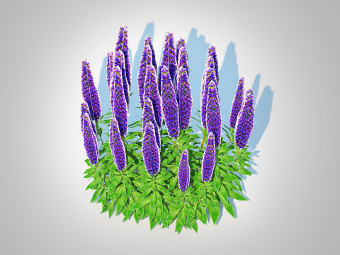 Echium candicans Modèle 3D