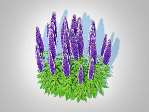 Echium candicans 3D Model