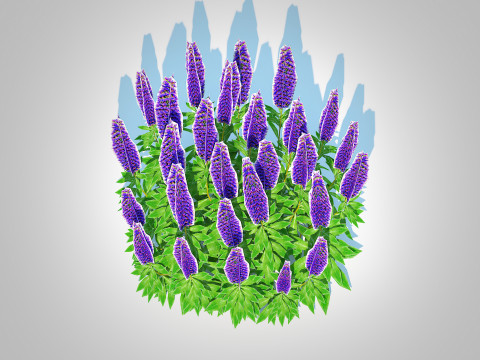 Echium candicans Modèle 3D