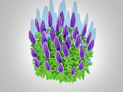Echium candicans 3D Model