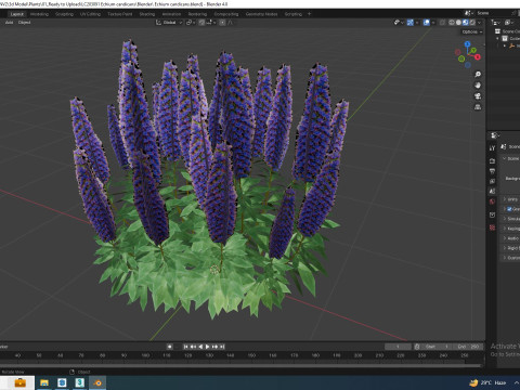Echium candicans Modèle 3D