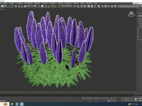 Echium candicans Modèle 3D