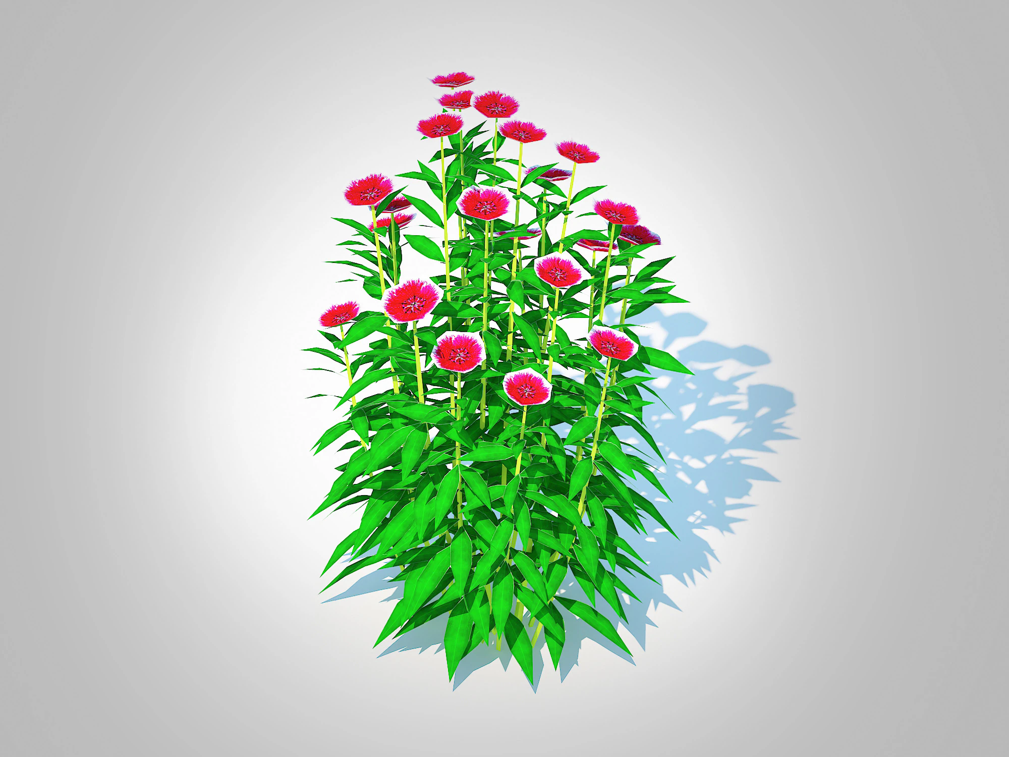 Dianthus chinensis 3D Model .c4d .max .obj .3ds .fbx .stl .blend 