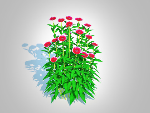 Dianthus chinensis Modelo 3D