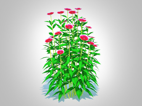 Dianthus chinensis Modelo 3D