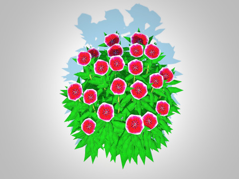 Dianthus chinensis Modelo 3D