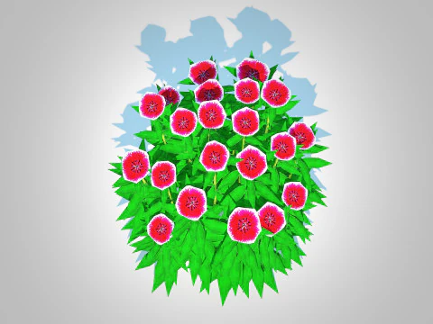 Dianthus chinensis 3D Model