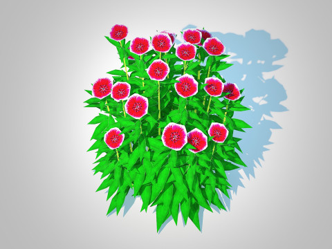 Dianthus chinensis Modelo 3D