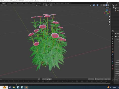 Dianthus chinensis Modelo 3D