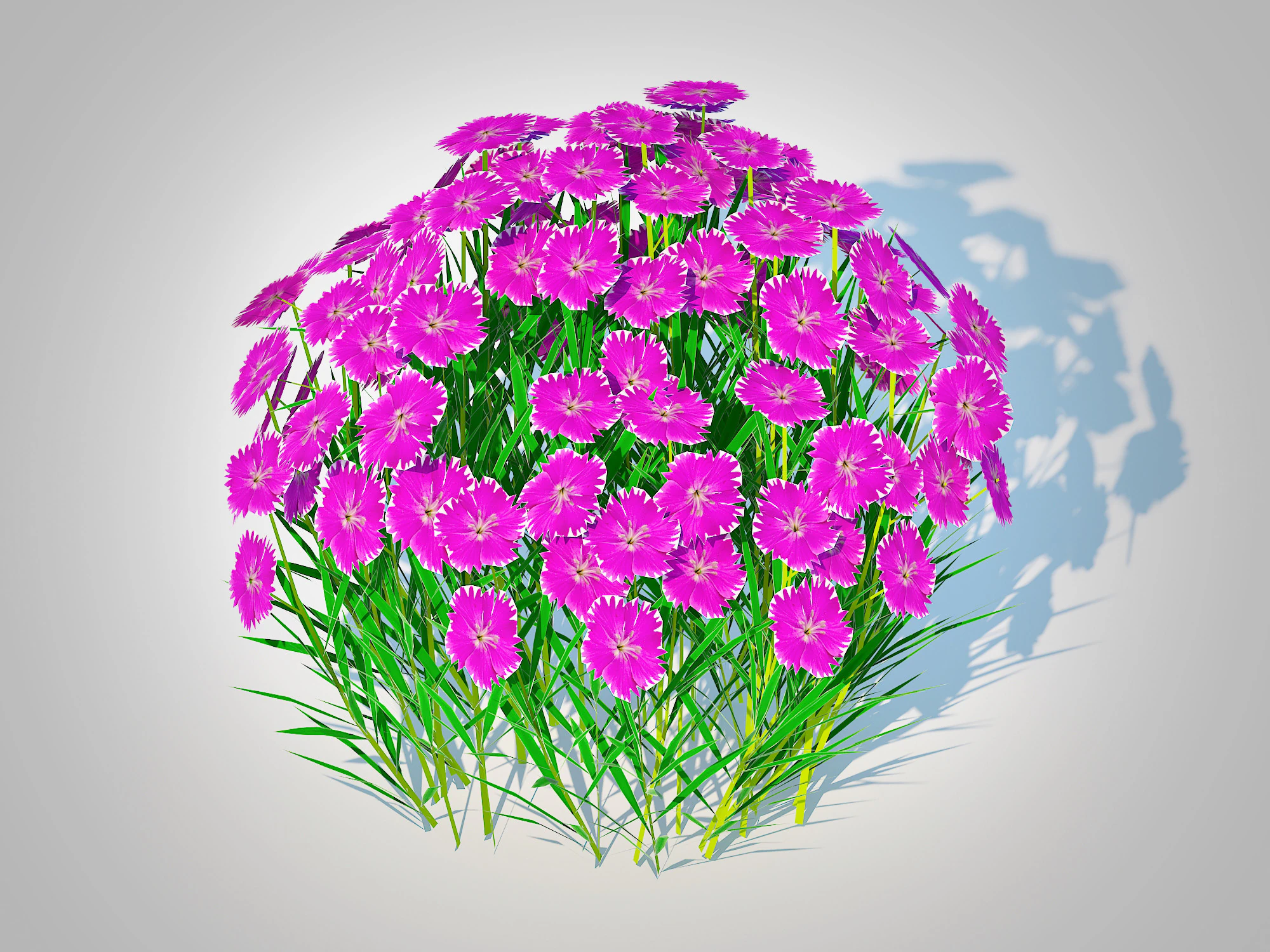 Dianthus deltoides - Zing 3D Model .c4d .max .obj .3ds .fbx .stl .blend 
