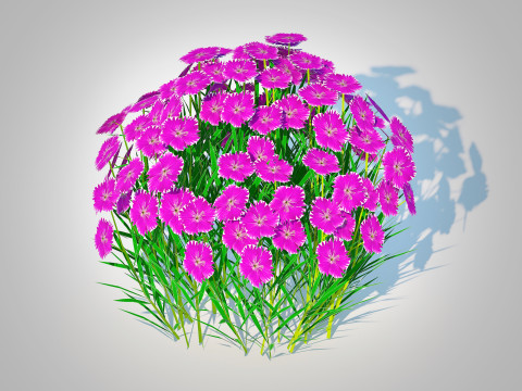 Dianthus deltoides - Zing 3D Model
