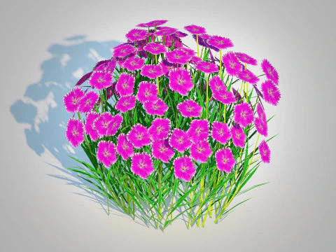 Dianthus deltoides - Zing 3D Model