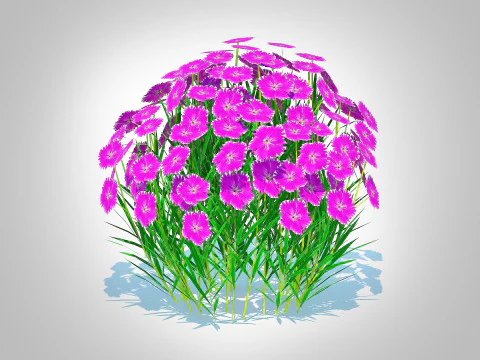 Dianthus deltoides - Zing 3D Model