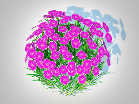Dianthus deltoides - Zing Modèle 3D