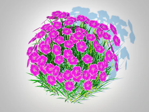 Dianthus deltoides - Zing 3D Model
