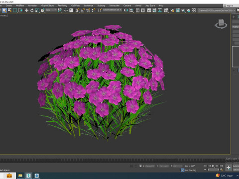 Dianthus deltoides - Zing Modèle 3D
