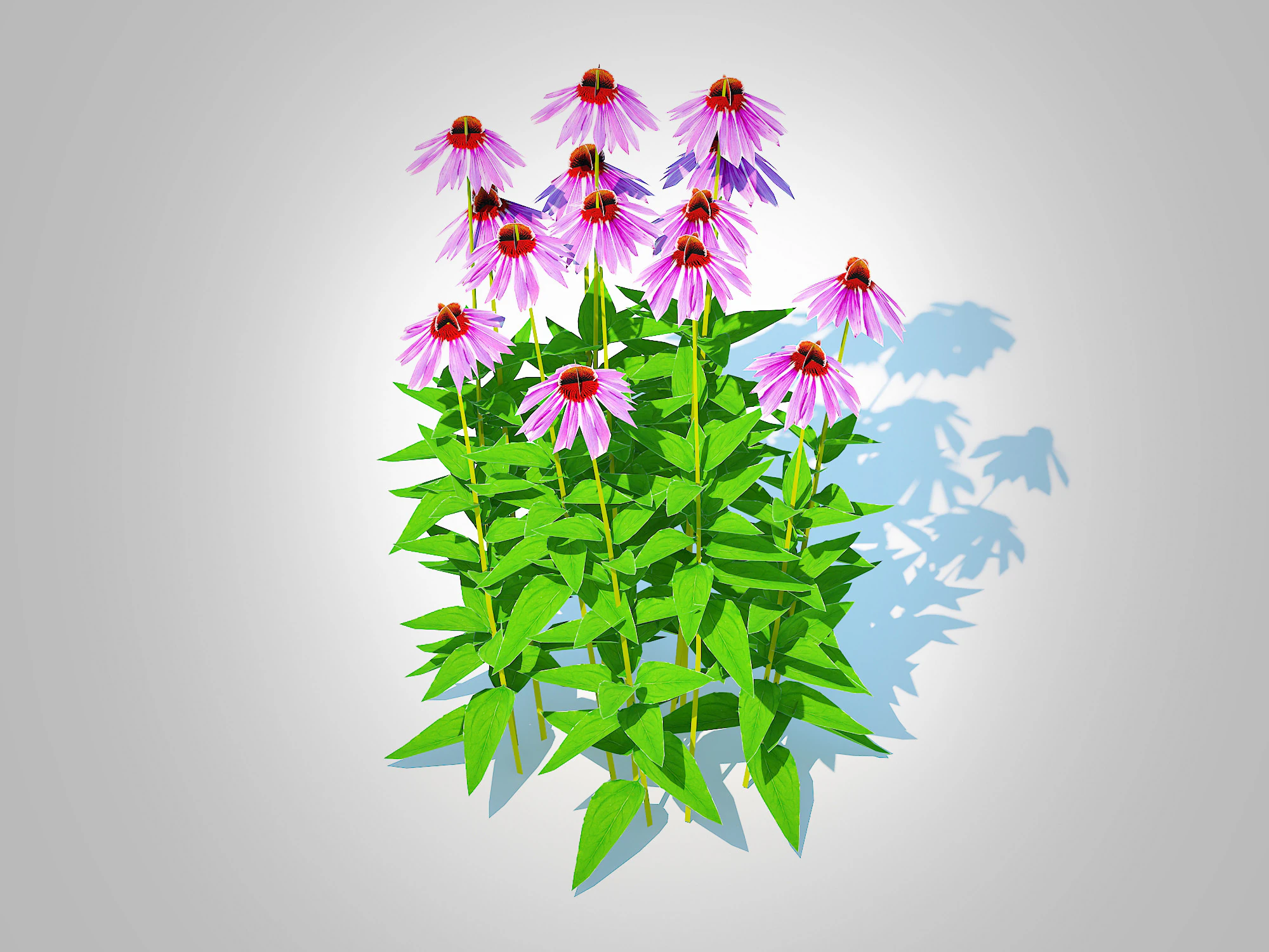 Echinacea - purple coneflower 3D Model .c4d .max .obj .3ds .fbx .stl .blend 