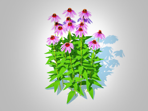 Echinacea - purple coneflower 3D Model