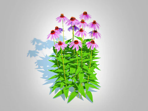 Echinacea - purple coneflower 3D Model