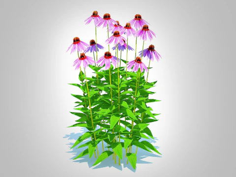 Echinacea - purple coneflower 3D Model