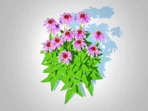 Echinacea - purple coneflower 3D Model