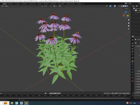 Echinacea - purple coneflower 3D Model