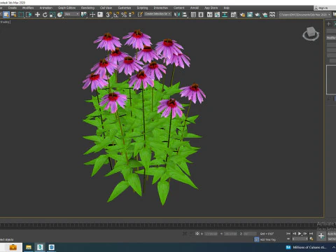 Echinacea - purple coneflower 3D Model