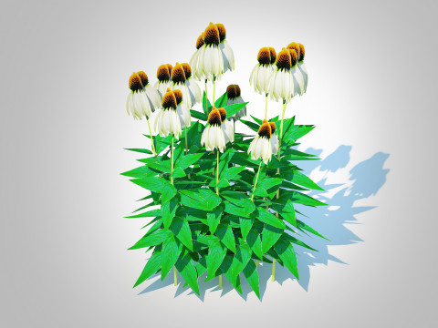 Echinacea - white coneflower 3D Model