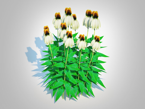 Echinacea - white coneflower 3D Модель