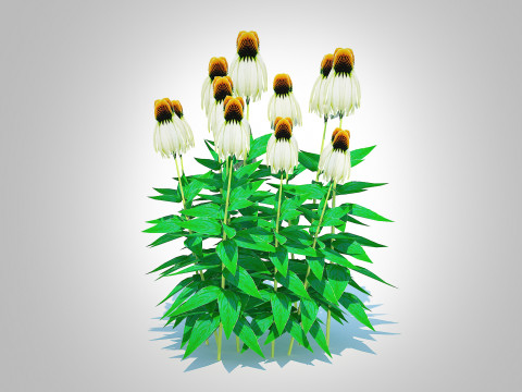 Echinacea - white coneflower 3D Модель