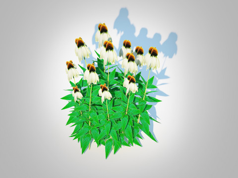 Echinacea - white coneflower 3D Модель