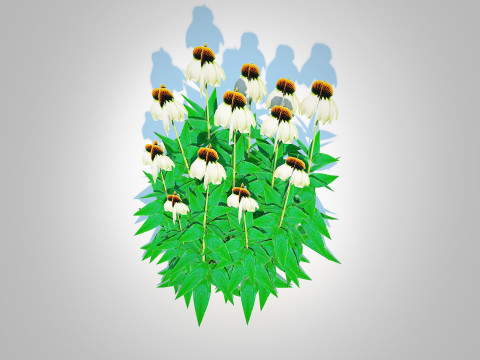 Echinacea - white coneflower 3D Модель