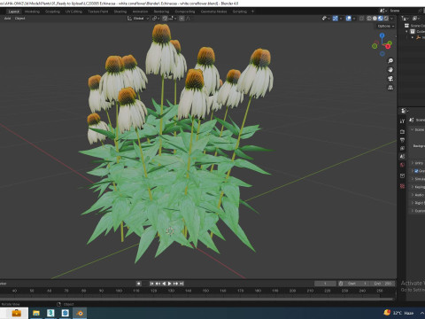 Echinacea - white coneflower 3D Модель