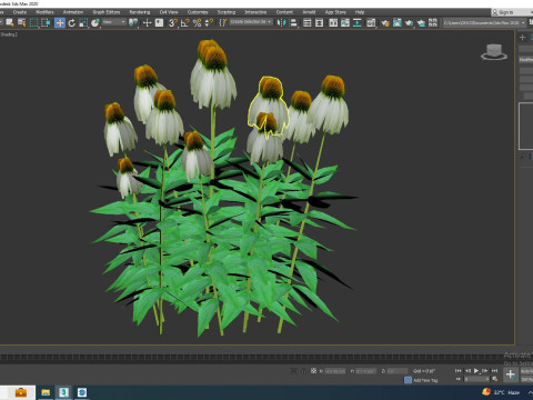 Echinacea - white coneflower 3D Модель