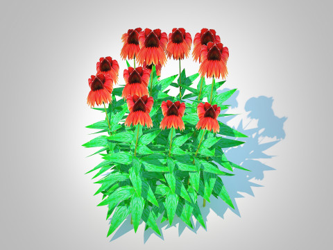 Echinacea Big Sky Sundown - Coneflower 3D Model