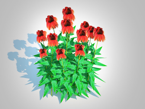 Echinacea Big Sky Sundown - Coneflower Modelo 3D
