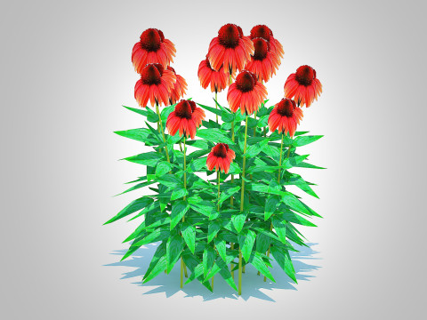 Echinacea Big Sky Sundown - Coneflower Modelo 3D