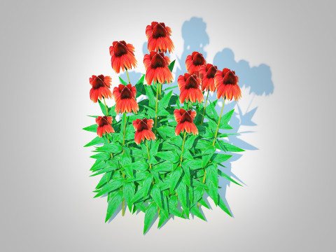 Echinacea Big Sky Sundown - Coneflower Modelo 3D