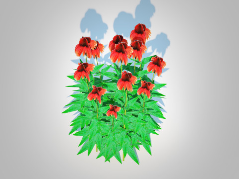 Echinacea Big Sky Sundown - Coneflower Modelo 3D
