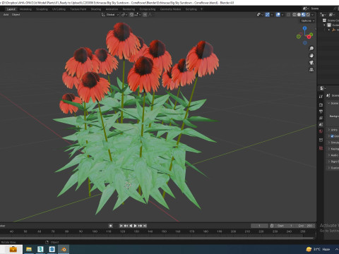 Echinacea Big Sky Sundown - Coneflower Modelo 3D