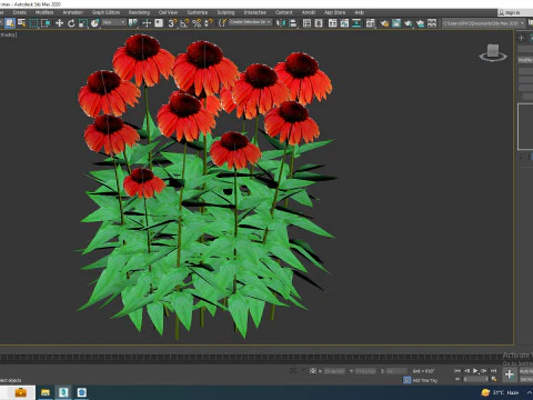 Echinacea Big Sky Sundown - Coneflower 3D Model