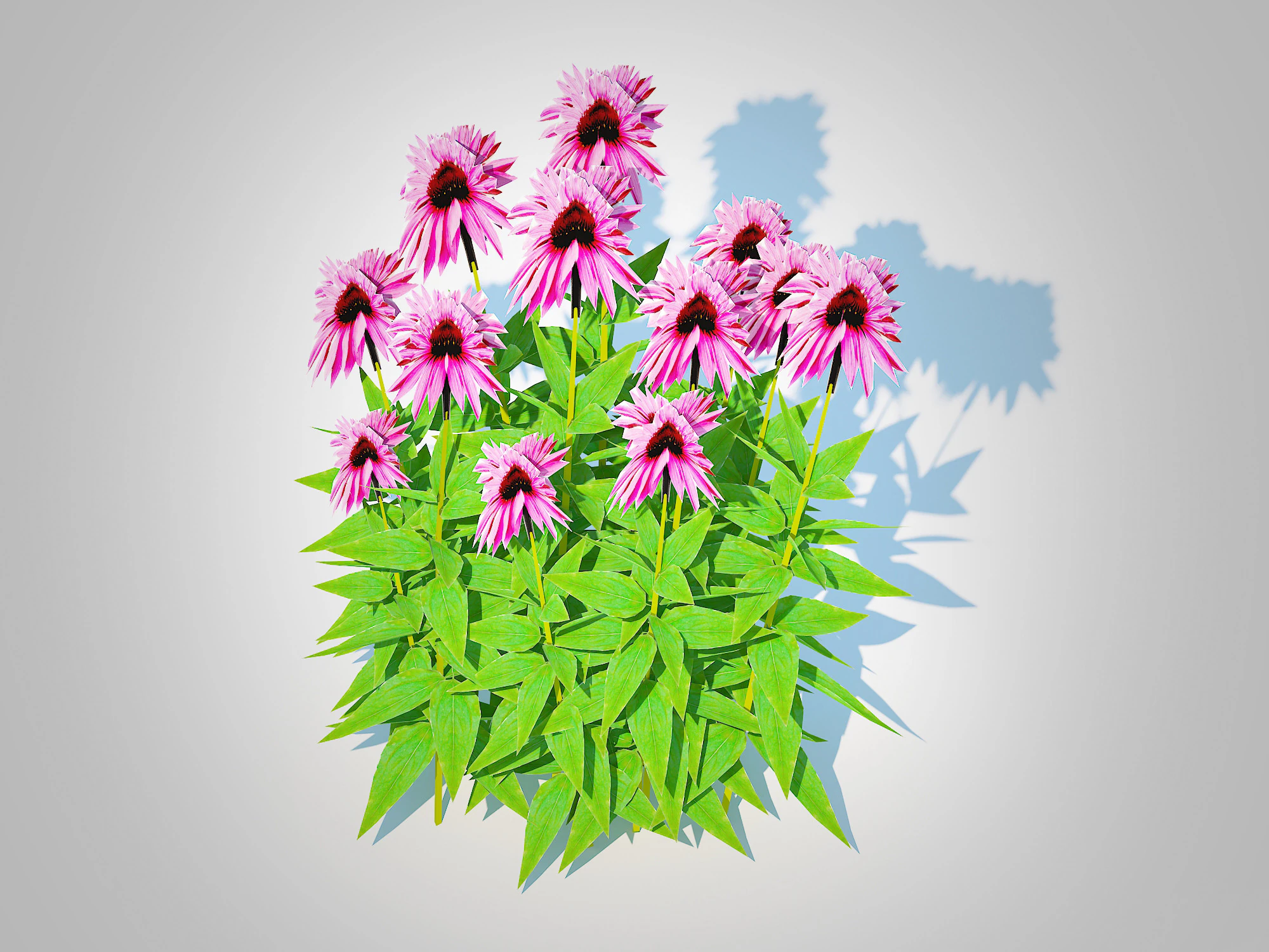 Echinacea Merlot - Coneflower 3D Model .c4d .max .obj .3ds .fbx .stl .blend