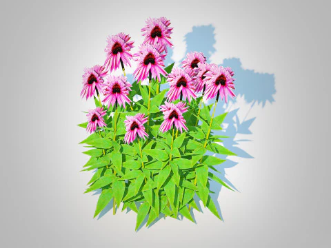 Echinacea Merlot &ndash; jeż&oacute;wka Model 3D