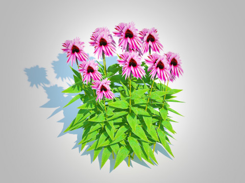 Echinacea Merlot - Coneflower Model 3D