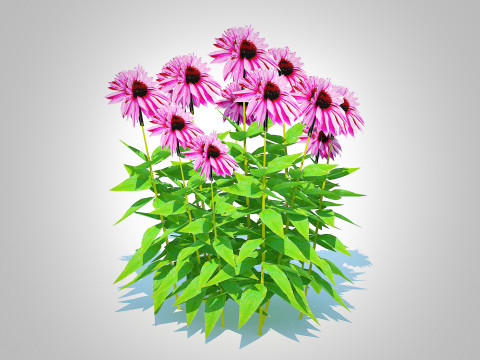 Echinacea Merlot - Coneflower Model 3D