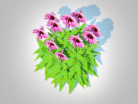 Echinacea Merlot - Coneflower Model 3D