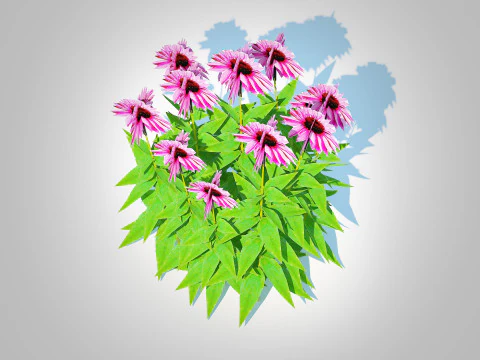 Echinacea Merlot - Coneflower 3D Model