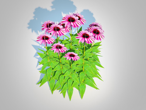 Echinacea Merlot - Coneflower Model 3D