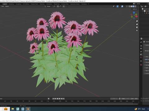 Echinacea Merlot - Coneflower Model 3D
