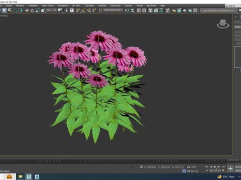 Echinacea Merlot - Coneflower Model 3D